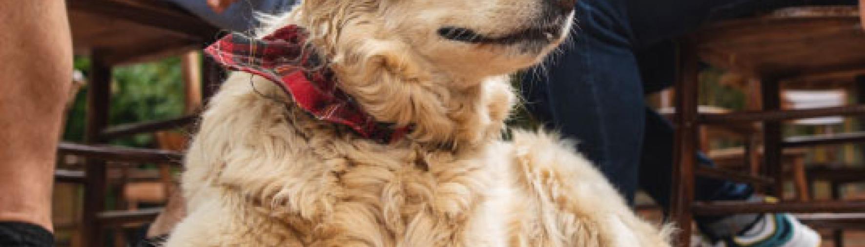 dog.jpg